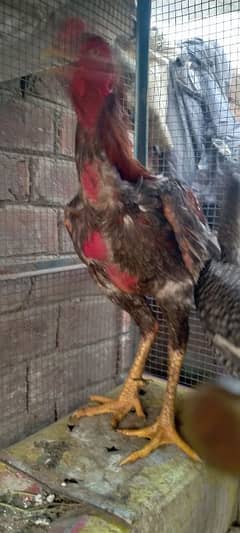 Aseel Pair for sale