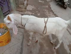 2 dant gulabi andu