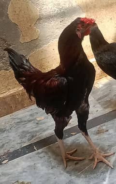 aseel hens