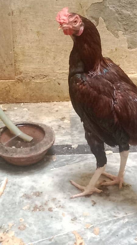 aseel hens 2