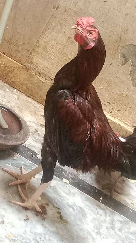 aseel hens 3