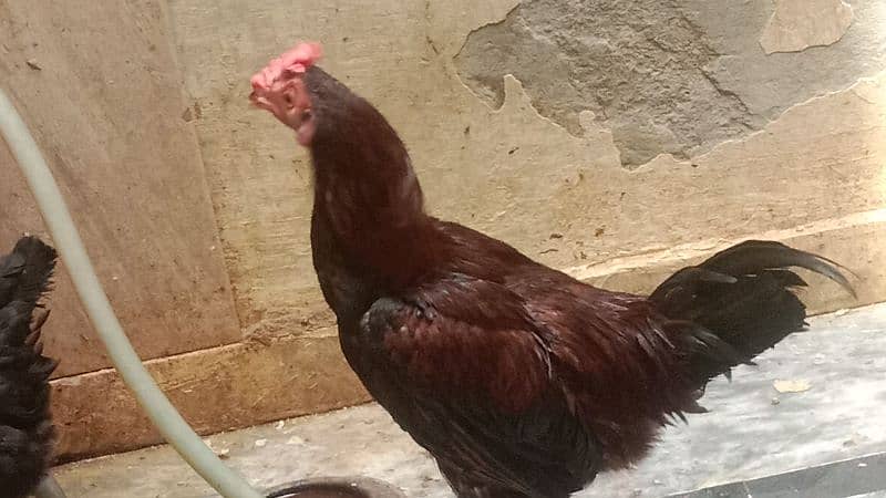 aseel hens 4