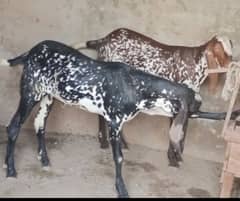 Bakray For Qurbani Organic Food