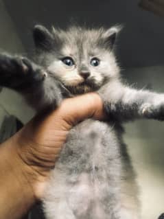 Grey persain kitten 3 coated