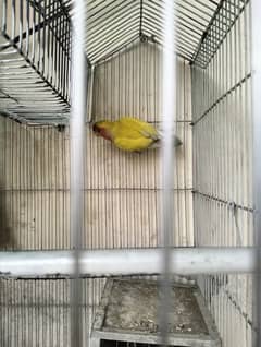 healthy parrot 1 PCs only