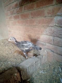 Aseel chiks for sale 03124499315 cntct nmb