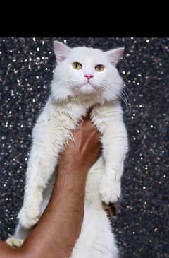 White male cat - persian cat - Male cat  for sale