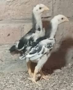 black king shamo chicks/high quality/ japanese shamo/pure aseel chicks