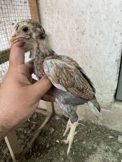 Mianwali Aseel Chicks