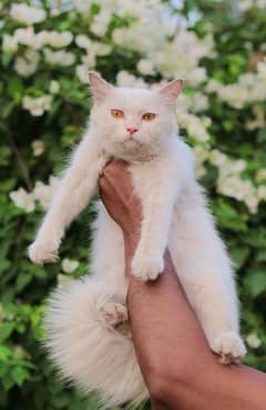 Female cat - white cat - persian cat