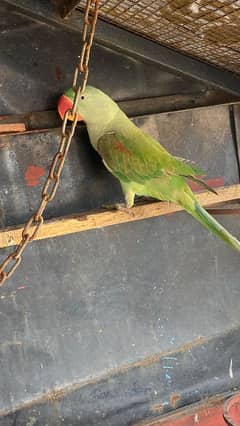 Kashmiri raw Parrots Pair for sale