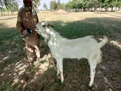 Goats