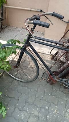 amjad