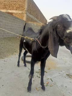 Bakra sale for qurbani