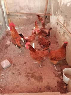 Desi Hens/Desi Roaster/Desi Murgian