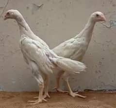 king size/shamo pathi/high quality/white shamo chicks/pure aseel shamo