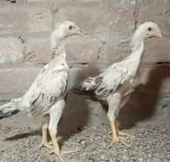 Jabneses shamo chicks/high quality/ japanese shamo/pure aseel chicks