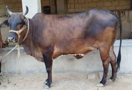 Bachri