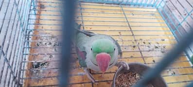 Pahari parrot/Raw/ khasmiri