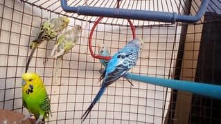 2 pair one male