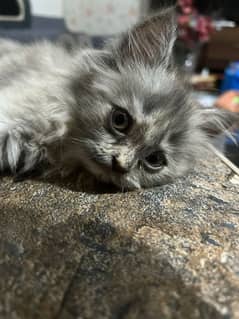 Persian Kitten for Sale