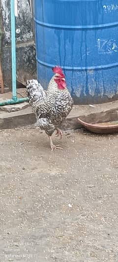 Desi Murga Hen Cock Chick Chicken