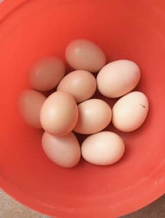 Aseel muska eggs