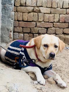 Golden labrador