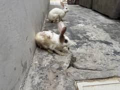 Rabbit for sale