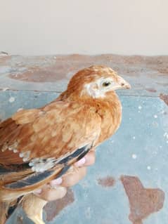 desi home breed