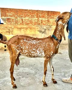 Makhi cheeni bakri