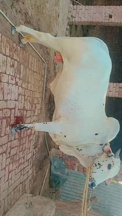 Qurbani k Liy khoobsoorat Healthy Active wchaa for sale