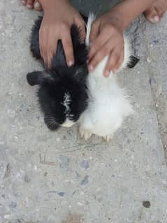 rabbits