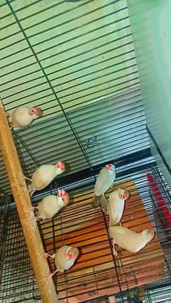 Fawn java breeder pairs