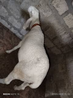 larkana khassi dumba