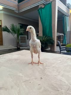 aseel shamo /oh shamo chicks/ high quality/pure white shamo/ king size