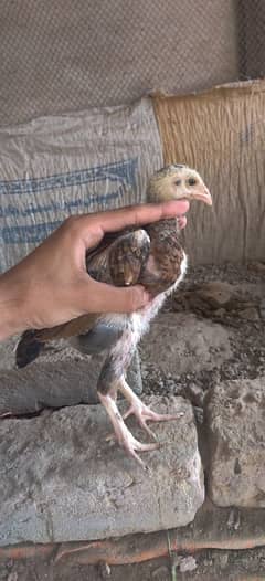 Aseel chicks
