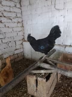 Lasani Fancy Male