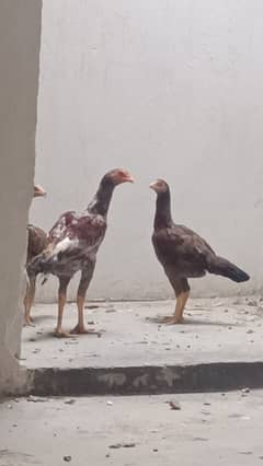 Vetnami breed