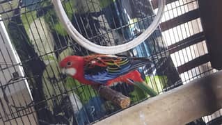 Yellow Ringneck & Rozella