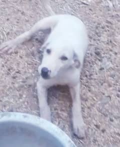 DOG HAND TAMED FOR SECURITY
