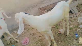 Bakra for Qurbani