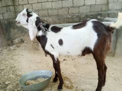 For sale