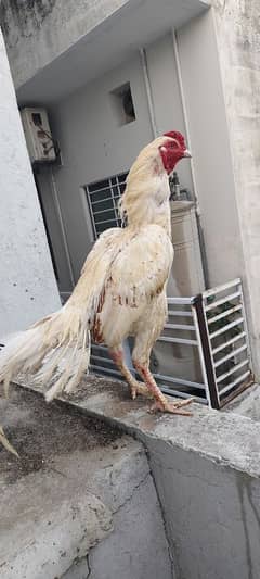 pure Aseel Heera male . .