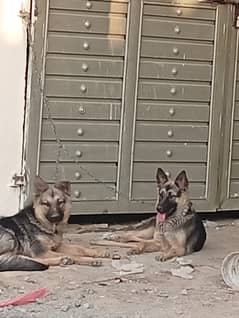 German