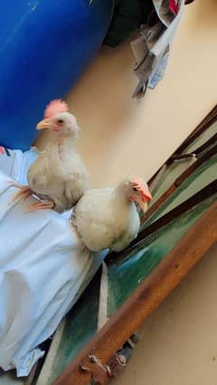 cute baby hens