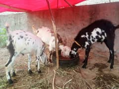 3 goats for sell