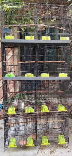 Birds