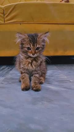 cute cat pair