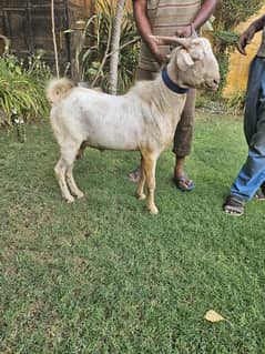 Bakra Available